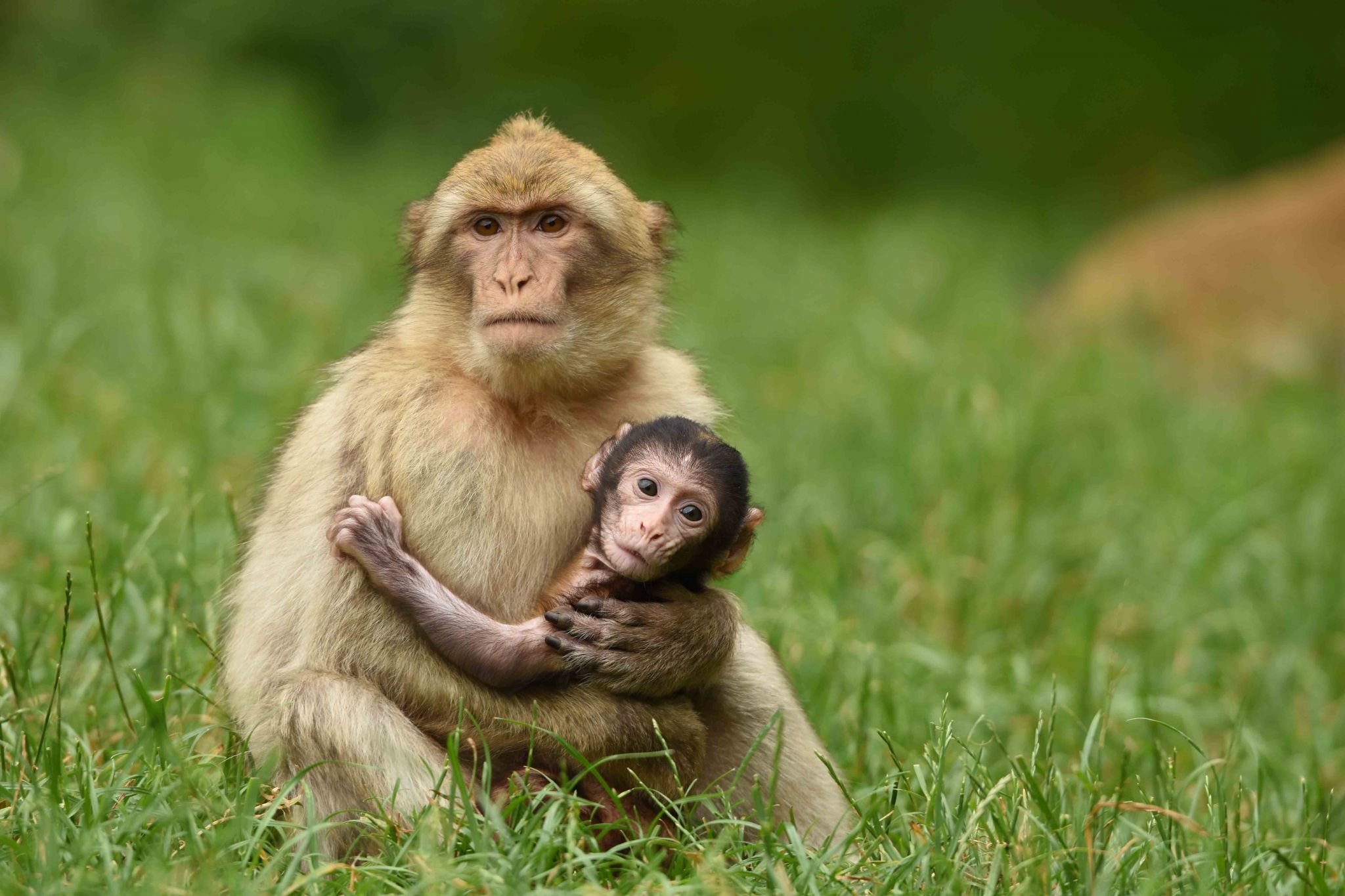🐒 트렌담 원숭이 숲 (Trentham Monkey Forest)